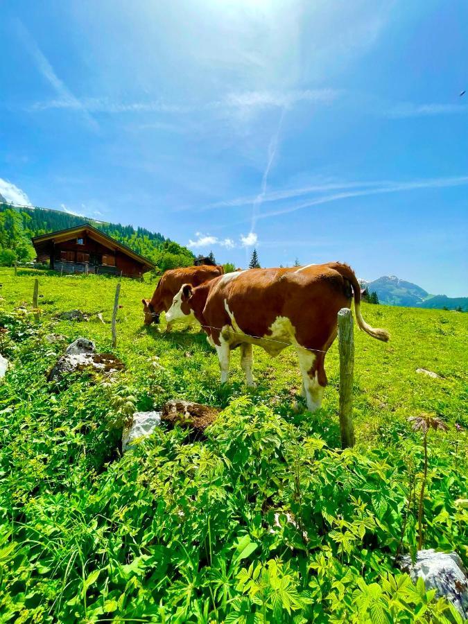 Charmant Chalet Mit See Und Bergsicht Hofstetten bei Brienz Экстерьер фото